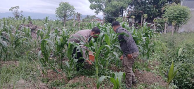 
					Menunjang Program Presiden Prabowo Subianto salah satunya program swasembada pangan Aipda Dian Wihendro Memberikan bantuan pupuk dan bibit jagung